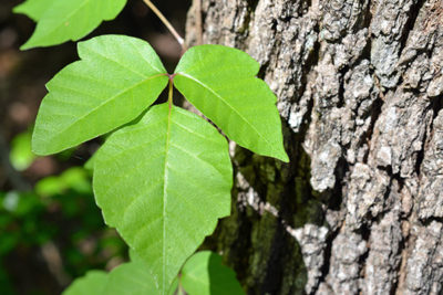 How to treat poison ivy or oak | OSF HealthCare