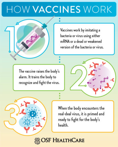 How Vaccines Work To Protect Us | OSF HealthCare