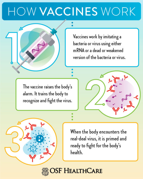 How vaccines work to protect us | OSF HealthCare